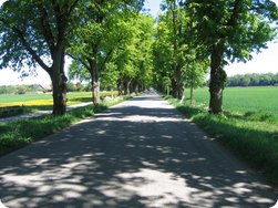 Eine Allee bei Augsburg